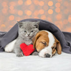 Fleece Throw Blankets